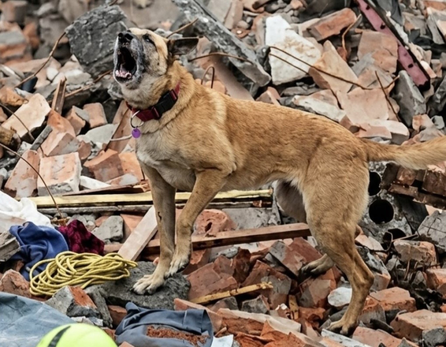 Solidariedade mundial: Brasil e outros países enviam equipes de resgate para ajudar vítimas dos terremotos na Venezuela.